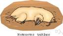 Notoryctus typhlops - small burrowing Australian marsupial that resembles a mole