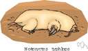 pouched mole - small burrowing Australian marsupial that resembles a mole
