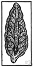 class Trematoda - parasitic flatworms (including flukes)