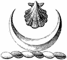 moon shell - marine gastropods having smooth rounded shells that form short spires