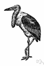 Leptoptilus dubius - large Indian stork with a military gait