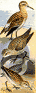 Erolia minutilla - smallest American sandpiper