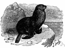 genus Callorhinus - fur seals