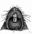Thomomys talpoides - greyish to brown gopher of western and central United States
