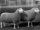 Cheviot - hardy hornless sheep of the Cheviot Hills noted for its short thick wool