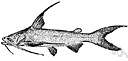 family Ariidae - sea catfishes