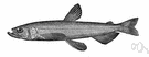 Osmerus - type genus of the Osmeridae