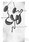 ejaculatory duct - a part of the seminal duct formed by the duct from the seminal vesicle and the vas deferens