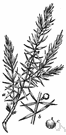 Juniperus communis - densely branching shrub or small tree having pungent blue berries used to flavor gin