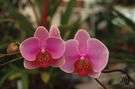 phalaenopsis - genus of ornamental epiphytic orchids of Asia and Australia