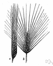 barley grass - European annual grass often found as a weed in waste ground especially along roadsides and hedgerows