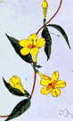 Gelsemium sempervirens - poisonous woody evergreen vine of southeastern United States having fragrant yellow funnel-shaped flowers