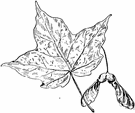 Acer saccharum - maple of eastern and central North America having three-lobed to five-lobed leaves and hard close-grained wood much used for cabinet work especially the curly-grained form