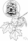 Acer platanoides - a large Eurasian maple tree naturalized in North America