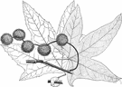 Platanus racemosa - tall tree of Baja California having deciduous bark and large alternate palmately lobed leaves and ball-shaped clusters of flowers