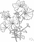 Petunia hybrida - hybrids of Petunia axillaris and Petunia integrifolia: a complex group of petunias having single or double flowers in colors from white to purple
