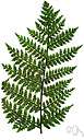 family Marattiaceae - constituting the order Marattiales: chiefly tropical eusporangiate ferns with gigantic fronds