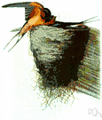 swallow shrike - Australasian and Asiatic bird related to the shrikes and resembling a swallow