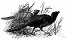 Ortalis - chachalacas