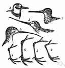 whole snipe - common snipe of Eurasia and Africa