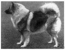 keeshond - a spitz-like dog having a shaggy greyish coat and tightly curled tail originating in Holland