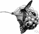 paper wasp - any of several social wasps that construct nests of a substance like paper