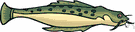 electric catfish - freshwater catfish of the Nile and tropical central Africa having an electric organ