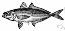 Trachurus trachurus - large elongated compressed food fish of the Atlantic waters of Europe