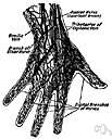 Metacarpal Veins