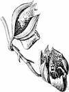 jumping orchid - orchid having both male and female flowers in the same raceme