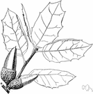 California live oak - highly variable often shrubby evergreen oak of coastal zone of western North America having small thick usually spiny-toothed dark-green leaves