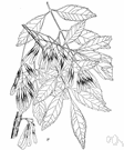 Fraxinus velutina - small shrubby ash of southwestern United States and northwestern Mexico