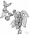 European hop - European twining plant whose flowers are used chiefly to flavor malt liquors