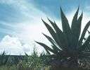 agave - tropical American plants with basal rosettes of fibrous sword-shaped leaves and flowers in tall spikes