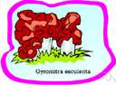 gyromitra - any fungus of the genus Gyromitra
