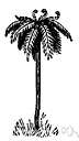 tree fern - any of numerous usually tropical ferns having a thick woody stem or caudex and a crown of large fronds