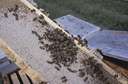 apicultural - relating to the care and breeding of bees