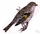 pine siskin - small finch of North American coniferous forests