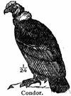 Sarcorhamphus - usually containing only the king vulture