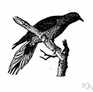 Ectopistes - a genus of Columbidae