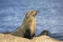 genus Arctocephalus - fur seals