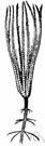 Crinoidea - sea lilies