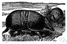 three-banded armadillo - South American armadillo with three bands of bony plates
