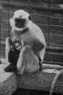 Semnopithecus entellus - langur of southern Asia