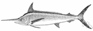 white marlin - small marlin (to 180 pounds) of western Atlantic
