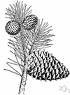 table-mountain pine - a small two-needled upland pine of the eastern United States (Appalachians) having dark brown flaking bark and thorn-tipped cone scales