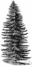 Abies concolor - medium to tall fir of central to western United States having a narrow erect crown and soft wood