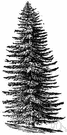 white fir - medium to tall fir of central to western United States having a narrow erect crown and soft wood