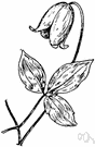 Clematis crispa - climber of southern United States having bluish-purple flowers