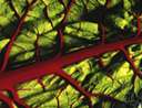 leaf beet - beet lacking swollen root